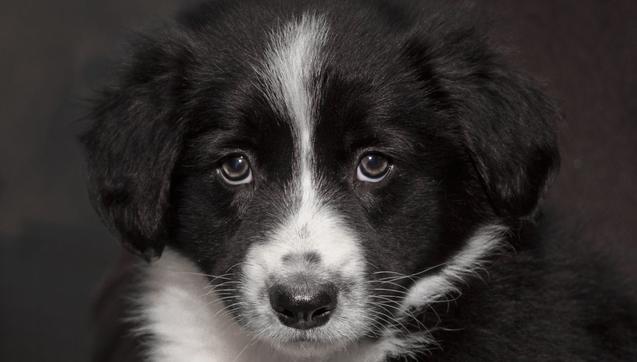 A black and white border collie puppy, with head and shoulders only, facing the camera. She is looking very serious, almost like an ancestral portrait you might see hanging in a castle.