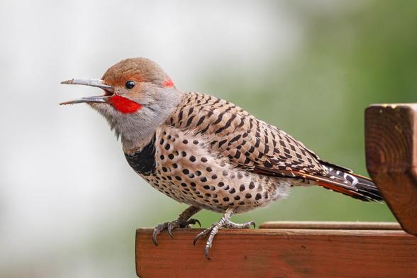 A photo of the glorious northern flicker, a sleek taupe-colored woodpecker with a gray face and a long beak, bright red cheek patches, a large black bar across its chest, black barring across its back and wings, black polka dots all over its belly, and red-orange tail feathers outlined and tipped in black. It is a male perched on the top of a wooden trellis facing to the left, and it is mid squawk with its beak wide open.