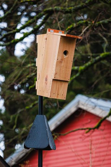 A photo of a large, newly-built wooden nesting box mounted to a black rain-spattered metal pole with an anti-rodent baffle attached to it. A