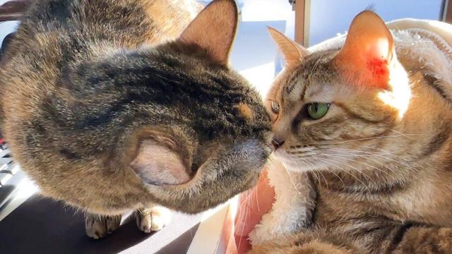 背後に危険が…勘違いしたお姉ちゃん猫の行動が可愛すぎました
