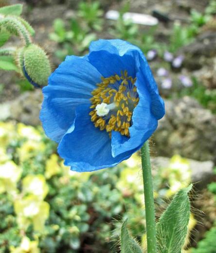 le-capricieux-mais-charmant-coquelicot-bleu-de-lhimalaya-1