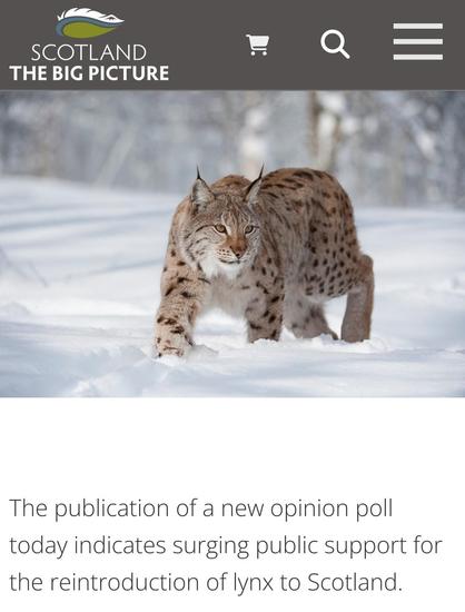 Screenshot from "Scotland the Big Picture" website. Shows a photograph of a European Lynx and part of an article reading, "The publication of a new opinion poll today indicates surging public support for the reintroduction of lynx to Scotland."