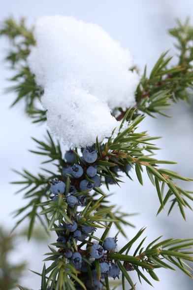 A photo of a snowy juniper branch in Helsinki in February. There are a lot of blue juniper berries on the branch.