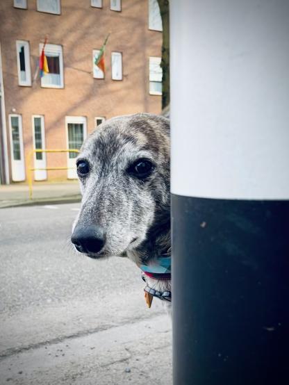 A grey greyhoundmix waiting to cross the road.