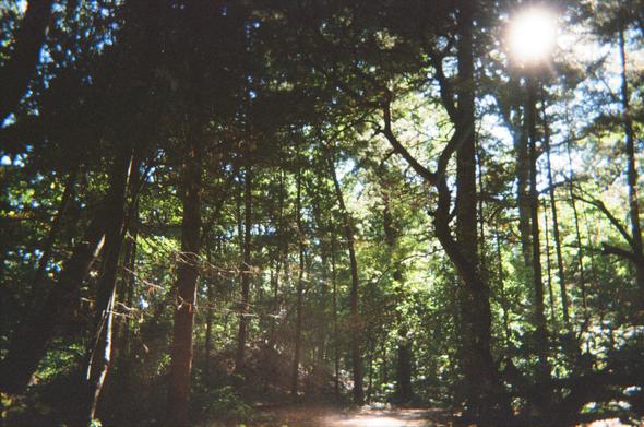 A dark and grainy film landscape of a dirt path through an old growth forest. The camera is pointed slightly up towards the treetops with their shadowy trunks and dark green leaves. Patches of blue sky peek through and in the top right corner the sun blazes.