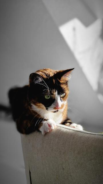 cat on edge of sofa