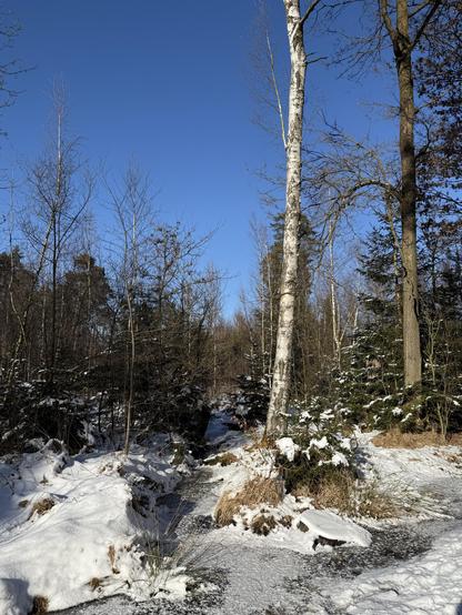 Waldort im Frost mit Schnee
