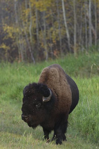 Bison standing in the grass at the edge of a forest, seen in the background in autumn colours. The bison's face is at a slight angle, but he is absolutely looking straight at the camera.