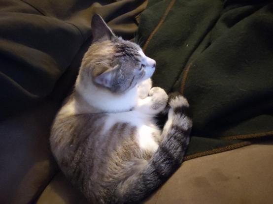 A white and grey cat is curled up, resting against my lower back. There is a brown couch at the bottom and a green wool blanket in the upper right.