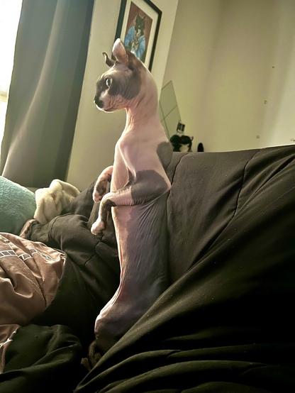 Elf cat stands on her hind legs staring curiously with concern