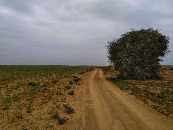 تصویری از یک دشت شامل آسمان ابری، جاده‌ای خاکی، درخت و سبزه.