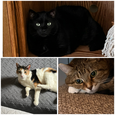 Clockwise a black cat sitting in a book case, a tiger cat sitting on a chair and a calico sitting on a bed.