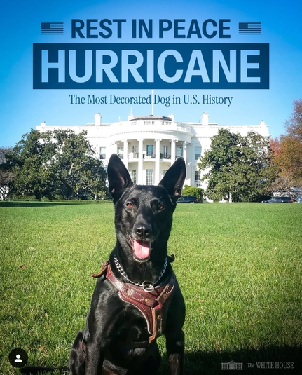 Hurricane in his days as a Secret Service K-9 at the Obama White House