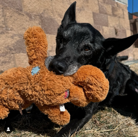 Hurricane in his retirement in Colorado playing with a Kong toy