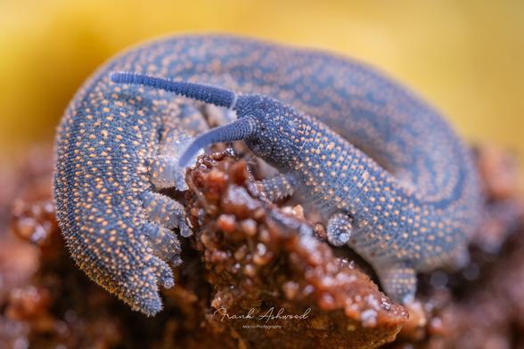 A photograph of a velvet worm on a decaying log. The velvet worm has many legs, soft blue skin, and is covered in beautiful orange dots scattered randomly over its body.