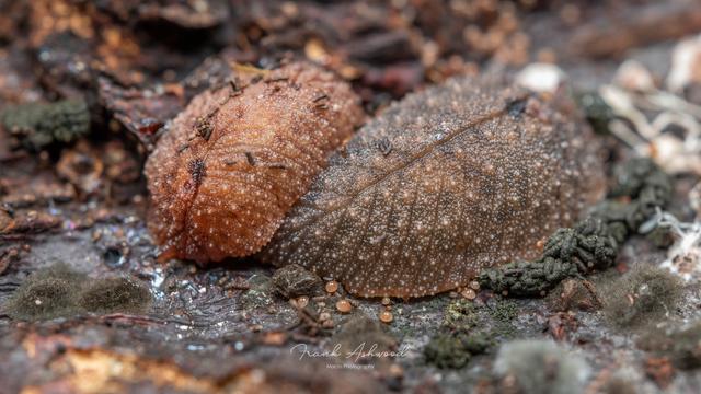 A photograph of a pair of leaf-veined slugs on a decaying log. One is orange and the other is green, and both have a leaf vein-like branching depression running down the midline of their bodies, giving them a leaf-like appearance.