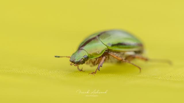 A photograph of a manuka chafer beetle walking on a bright yellow sheet. The beetle is beautifully iridescent green with orange-brown legs.
