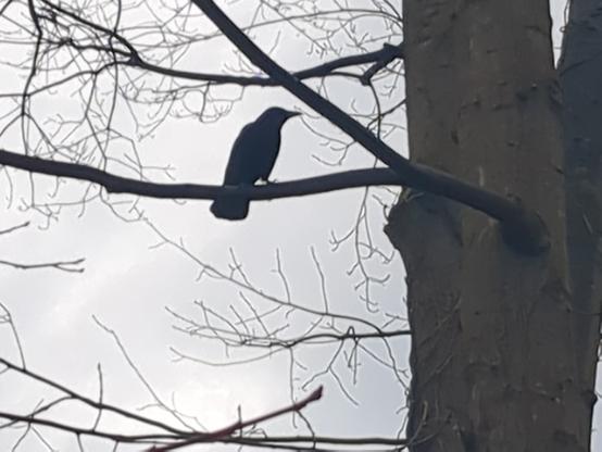 Ein Rabe sitzt auf dem Ast eines Baumes.