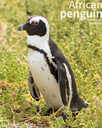 🌍 African penguin (Spheniscus demersus)

The African penguin, also known as Cape penguin or South African penguin, is a medium-sized, flightless, aquatic bird with a distinctive black and white plumage. They have a black back and white belly, with a black band across their chest and unique pink patches above their eyes. African penguins are found only in the waters of southern Africa, living in large colonies on the coast and nearby islands. They are excellent swimmers, using their flipper-like wings to propel themselves through the water while hunting for fish and squid. On land, they waddle upright and can be quite clumsy. They are known for their loud, donkey-like braying calls.

Conservation status: Critically Endangered (IUCN 3.1) 

📷: Photo by Lifetravellerz via Pixabay 

JQRH