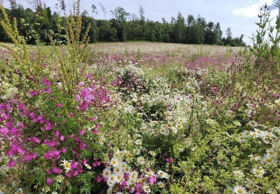 In the second year of implementation, a diverse range of flowers developed, including carnations, meadow daisies, wild carrot and wild teasel.

Photo: Stefan Schüler