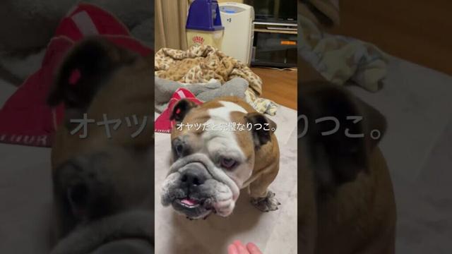 シニアブルドッグの挑戦！大好きなオヤツなら完璧！#ブルドッグ #りつこ。#保護犬