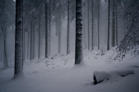 The photo shows the trunks of trees in deep winter. Everything is covered with a thick layer of snow, even the trunks of the trees are mainly white from snow. It is quite misty so the background is also white. In the front to the right there is a snow covered log of wood lying on the ground.