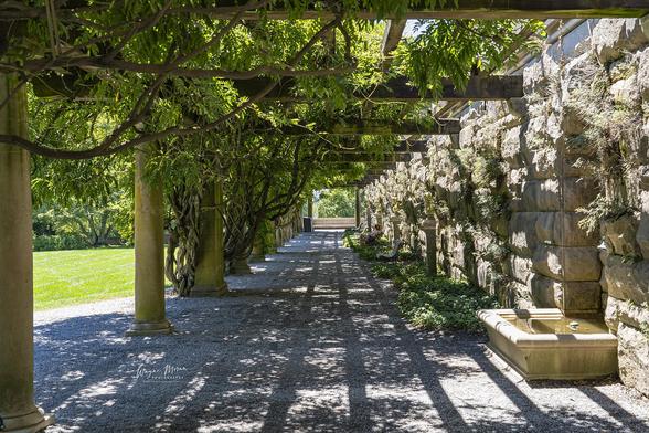 Giant Ivy Covered Trellis Biltmore Estate Ashville North Carolina

The giant trellis and ivy-covered pergola near the gardens of the Biltmore Estate in Asheville, North Carolina, is a breathtaking architectural feature that seamlessly blends nature with the estate’s grand design. Stretching alongside the Walled Garden, this ornate stone and iron trellis is adorned with cascading ivy and climbing vines, creating a lush, shaded retreat for visitors.

Designed in harmony with the Gilded Age elegance of Biltmore, the trellis provides a picturesque walkway where dappled sunlight filters through the foliage, casting intricate patterns on the stone paths below. The ivy, meticulously maintained yet left to grow in natural beauty, enhances the romantic, timeless charm of the estate’s landscape.

As part of the Frederick Law Olmsted-designed gardens, this structure offers a serene transition between the formal flowerbeds of the Walled Garden and the more naturalistic plantings of the Shrub Garden and Conservatory beyond. 

Image:
https://fineartamerica.com/featured/giant-ivy-covered-trellis-biltmore-estate-ashville-north-carolina-wayne-moran.html

Read more:
https://waynemoranphotography.com/blog/exploring-the-biltmore-estate-ashville-north-carolina/

#biltmore #historic #architecture #biltmoreestate #vanderbilt #ashville #northcarolina
#mountain #landscape 

#AYearForArt #buyintoArt #fineart #art