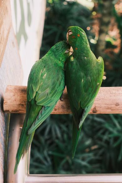 Two green aratingas sitting on a wooden rail. They are cuddling and smooching each other.