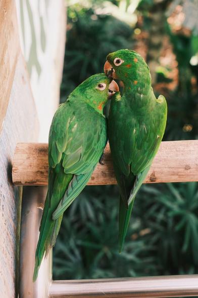 Two green aratingas sitting on a wooden rail. They have their eyes open and look towards the camera. They seem to be smiling.