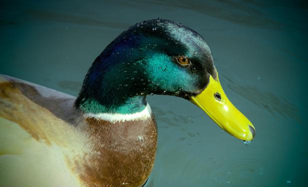 La photographie représente un canard colvert mâle de profil cadré au buste sur l'eau. Sa tête est d'un vert irisé caractéristique, son bec est jaune et son corps est brun. Une goutte d'eau pend à son bec.
