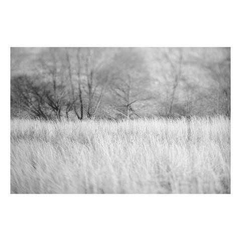 tilt shift view of edge of field and woods behind with only tops of grass in focus