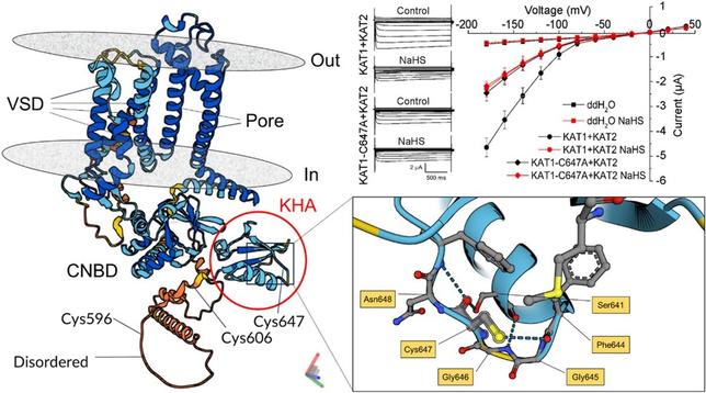 Diagrams and data graphs illustrate how hydrogen sulfide inhibits the inward-rectifying potassium ion current by inducing the persulfide modification on three cysteine residues of the inward potassium channel KAT1. This persulfidation inhibits the activity of KAT1 and KAT2 and suppresses the activity of heterologous channels formed by KAT1 and KAT2.