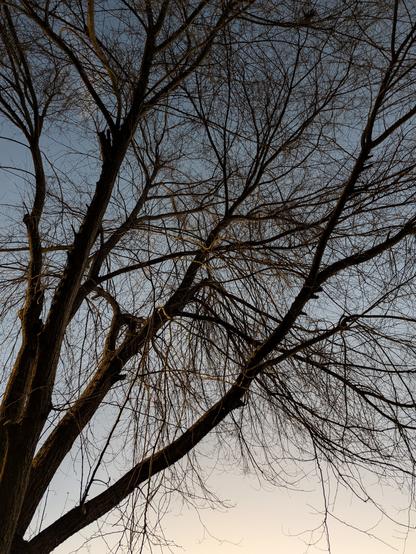 morning twilight 'night mode' shot of tree branches rising from the bottom left, and feathering into thousands of leafless other branches, partially lit by the morning light