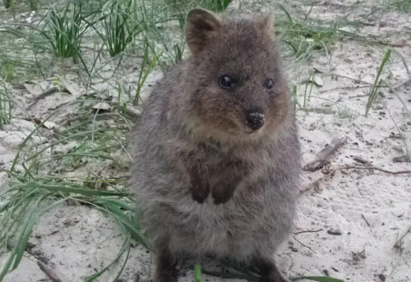 Ein Quokka guckt in die Kamera