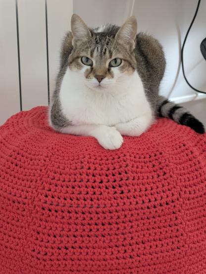 Tabby and white cat on a red puff staring at the camera.