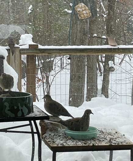 Mourning doves eating seeds on a small table.