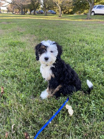 A tricolor bernedoodle puppy looks at the camera while sitting in a field of grass.