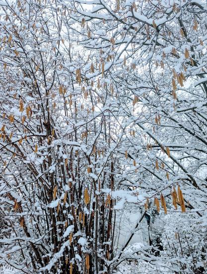 Close-up of a snow-covered hazel tree branch with dangling brown catkins (male flowers) against a grey winter sky.