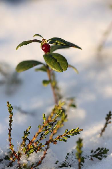 A photo of a lingonberry in Helsinki in February.