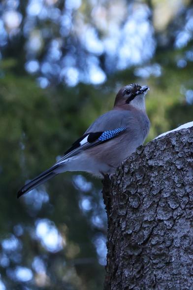 A photo of a Eurasian jay perching on a Norway spruce.