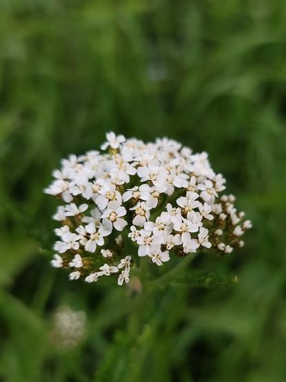 Die Blüten der Schafgarbe, im verschwommenen Hintergrund eine grüne Wiese