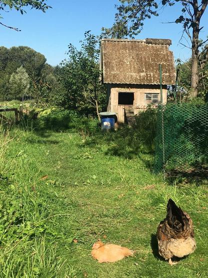 Small chicken house with two hens resting in the grass in the summertime.