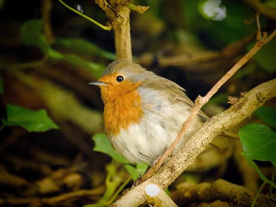 L'image montre un rouge-gorge européen, un petit oiseau à la poitrine rouge-orange, châtain sur la tête et le dos et blanc sous le ventre. Il est de profil, perché sur une branche d'arbre entourée de feuilles vertes.