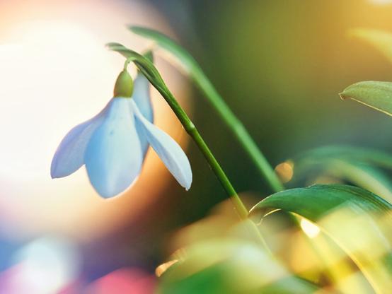 A close-up image of a delicate white snowdrop flower, showcasing its drooping petals and green stem. The background features soft, blurred colors, creating a dreamy, atmospheric effect.