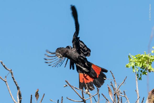 A red-tailed black cockatoo taking off from the top of a tree with a nut in its beak. The bird is, as advertised, black all over apart from a bright red fan across its tail feathers, which are spread and clearly visible in this shot. The bird has only just launched itself and is barely clear of the tree, still almost vertical, both wings spread and slightly blurred, and beating forwards, outlined against a clear blue sky.