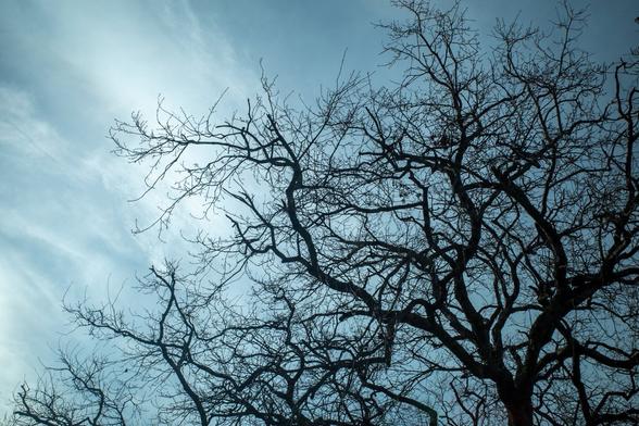 Leafless tree branches creating intricate patterns against a pale, cloudy sky.