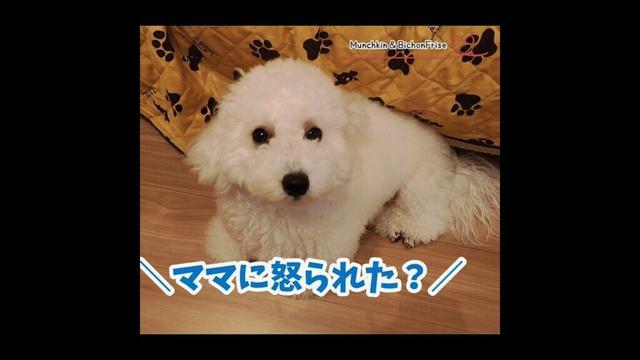 【ビションフリーゼ】ママに怒られて涙目になるもふ犬 【犬と猫、両方飼ってると毎日かわいい♥】