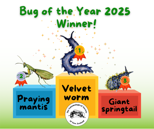 An image of a finalists podium, with the velvet worm as gold medalist, nz praying mantis as silver, and giant springtail in bronze.