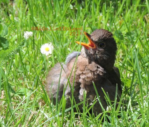 Een jonge merel in het gras met de snavel open, achter de merel in het halfhoge gras twee madeliefjes.