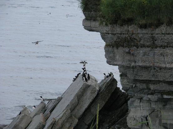 Macareux moine en atterrissage sur rocher ou d'autres macareux et petits pingouins le regarde.  Un autre est en approche.  Falaise de l'ile aux perroquets, en Minganie, Qc, Canada